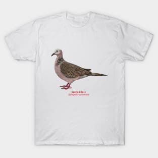 Spotted Dove | Spilopelia chinensis T-Shirt